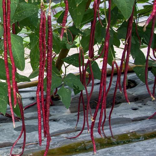 red Pole Bean vegetable seeds vegetable seeds for Home Gardening, Fast Growing Backyard Harvest for kitchen garden planting