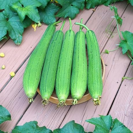 luffa vegetable seeds for Home Gardening, Fast Growing Home Garden Variety Premium for kitchen garden planting