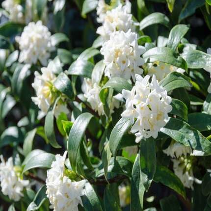 White Daphne Flower Seeds