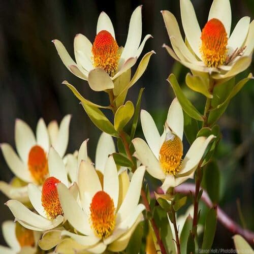 Red Yellow Leucadendron Flower Seeds