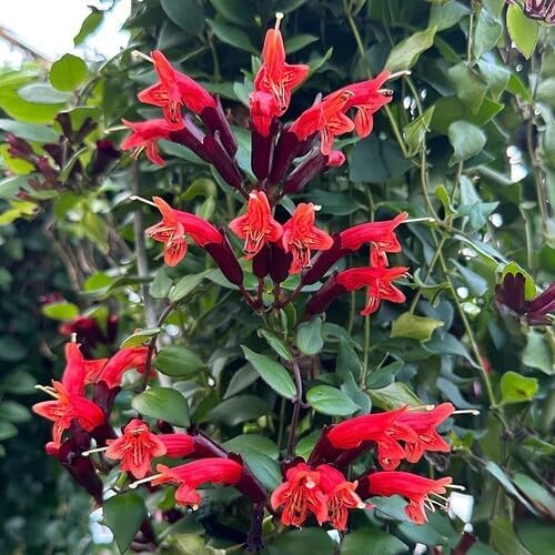 Red Aeschynanthus radicans Flower Seeds