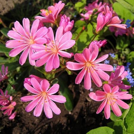 Pink Lewisia Cotyledon Flower Seeds