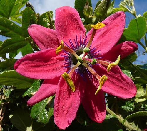 Passiflora Flower Seeds