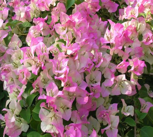 Pink White Bougainvillea Flower Seeds