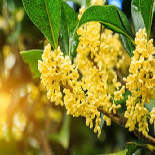 Osmanthus Flower Seeds
