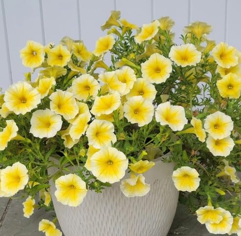 White Yellow Petunia Flower Seeds