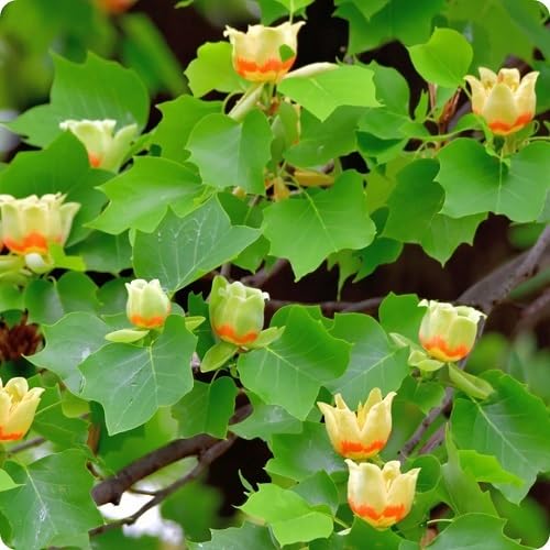 Yellow Tulipanes Flower Seeds