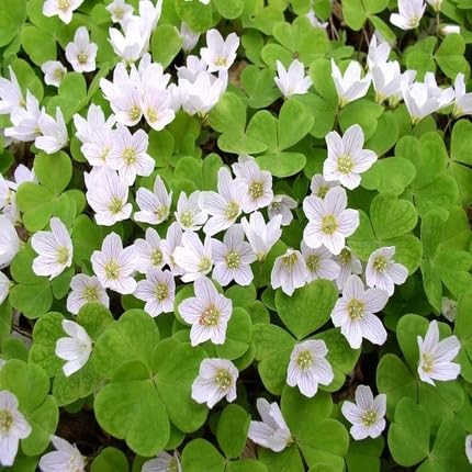 Sorrel Flower Seeds
