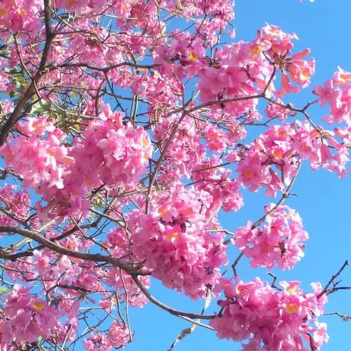 Pink Jacaranda Flower Seeds