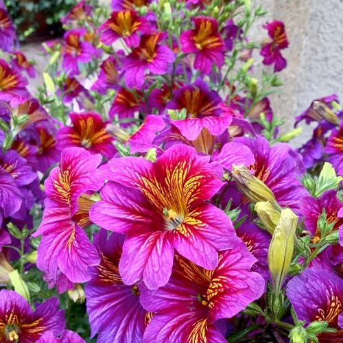 Purple Salpiglossis Flower Seeds