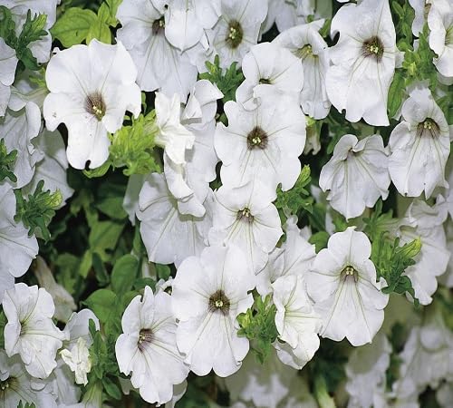 white petunia flower seeds