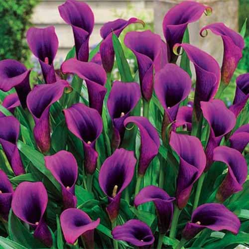 Purple Calla Lilly Flower Seeds