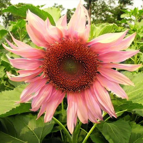 Pink Giant Sunflower Seeds