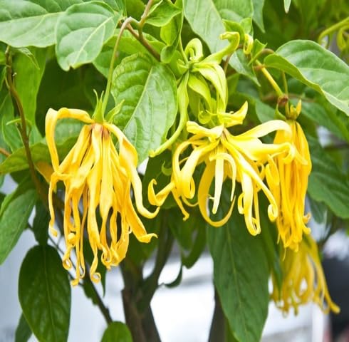 Yellow Ylang Flower Seeds