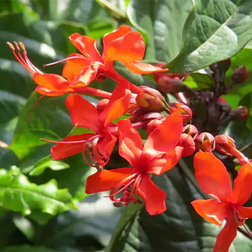 Red Clerodendrum speciosissimum Flower Seeds