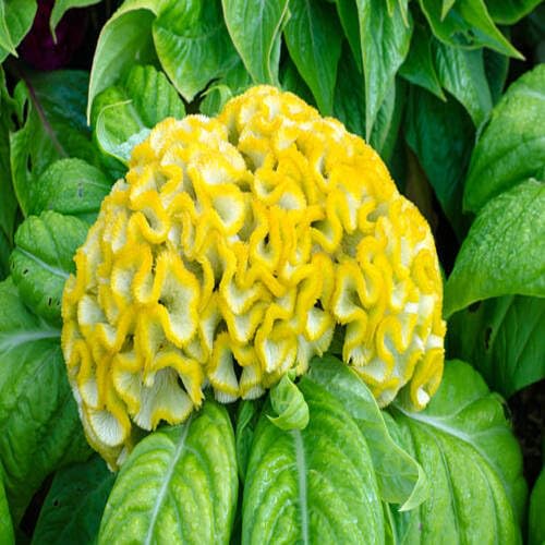 Yellow Cockscomb Flower Seeds