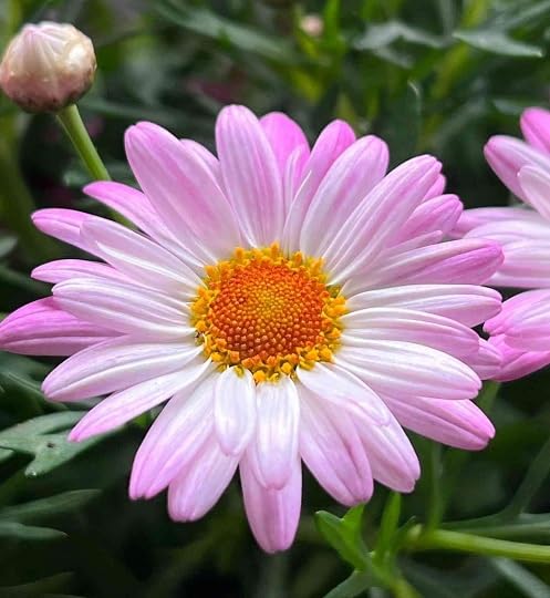Pink Marguerite Flower Seeds