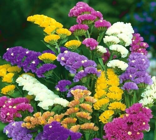 Mixed Limonium Flower Seeds