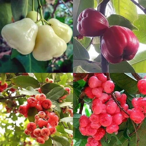 Mixed Rose Apple Fruit Seeds