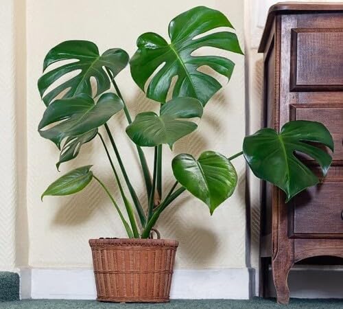 Green Monstera Flower Seeds