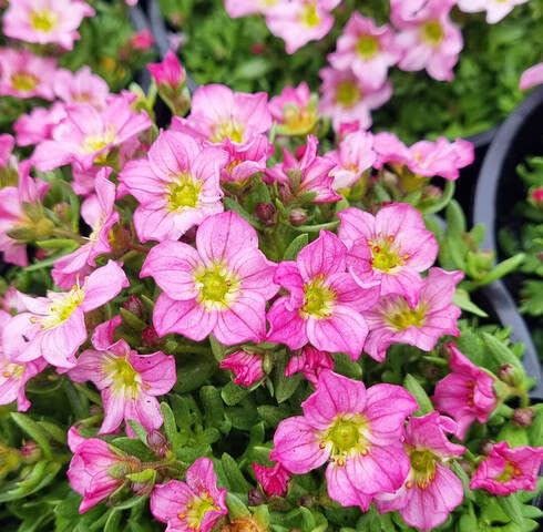 pink saxifraga flower seeds