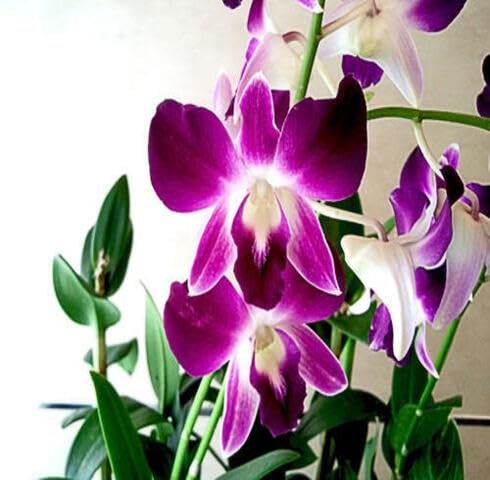 Violet Orchid Flower Seeds