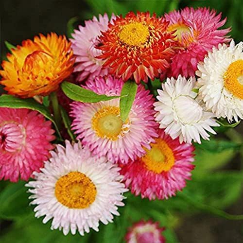 Strawflower Seeds