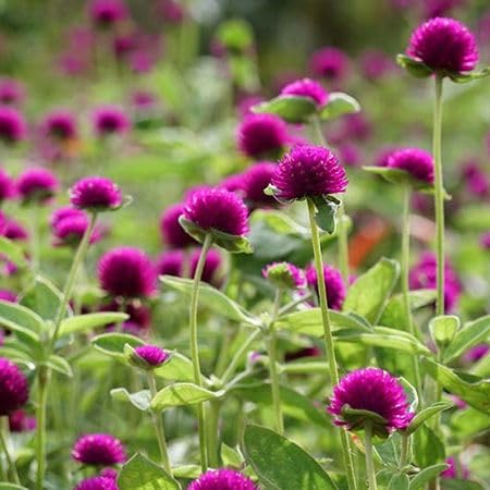 Purple Gomphrena Flower Seeds