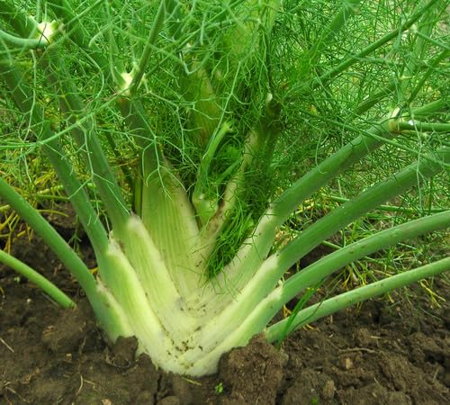 Green Fennel Plant Seeds herb seeds - terrace planting, organic garden seeds