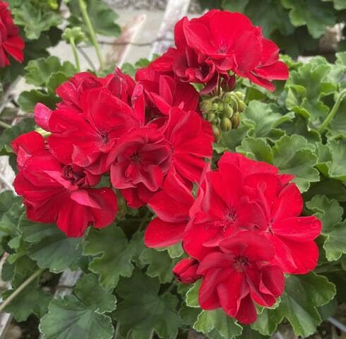 red geranium flower seeds