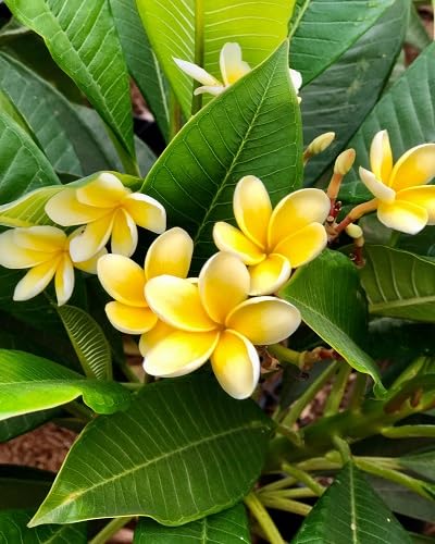 yellow plumeria flowers seeds