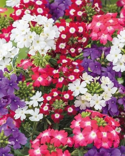 Mixed Lemon VerbenaFlower Seeds