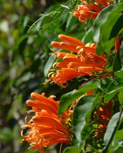 Orange Venusta Flower Seeds