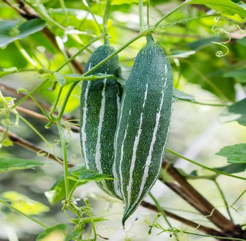 Green Trichosanthes Cucumerina vegetable seeds vegetable seeds for Home Gardening, Heirloom for kitchen garden planting