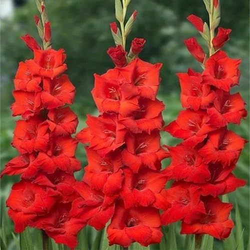 Red Gladiolus Flower Seeds
