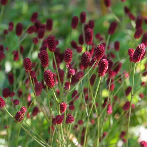 Maroon Saintpaulia Flower Seeds Exotic Flowering Plants for Backyard Garden Beauty for Colorful