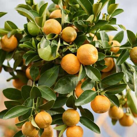 Citrus Calamondin Fruit fruit seeds for organic garden planting