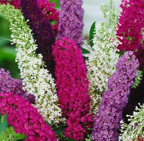Mix Bougainvillea Flower Seeds