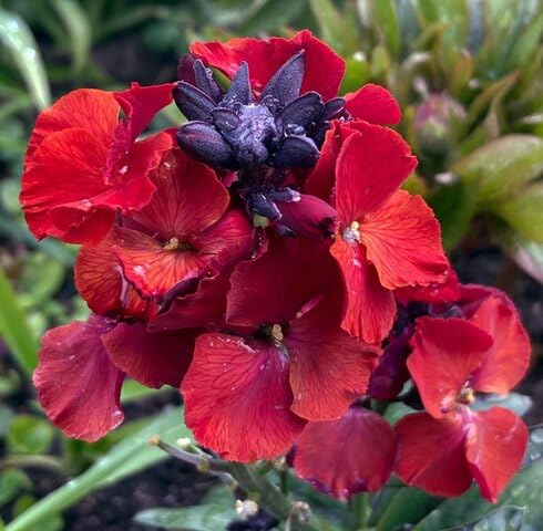 Red Erysimum Cheiri Flower Seeds