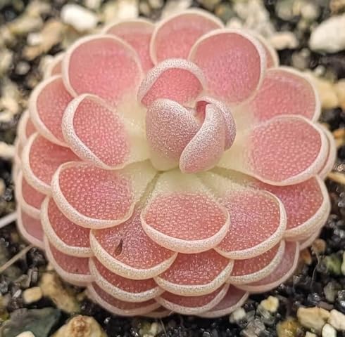 pink pinguicula flower seeds