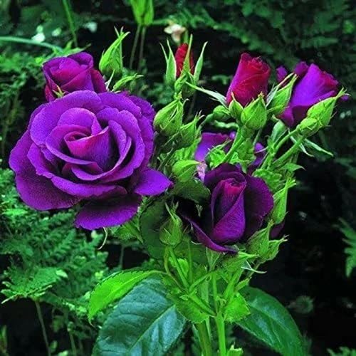 Violet Climbing Rose Flower Seeds