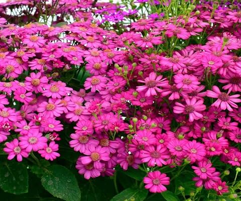 Pink Cineraria Flower Seeds