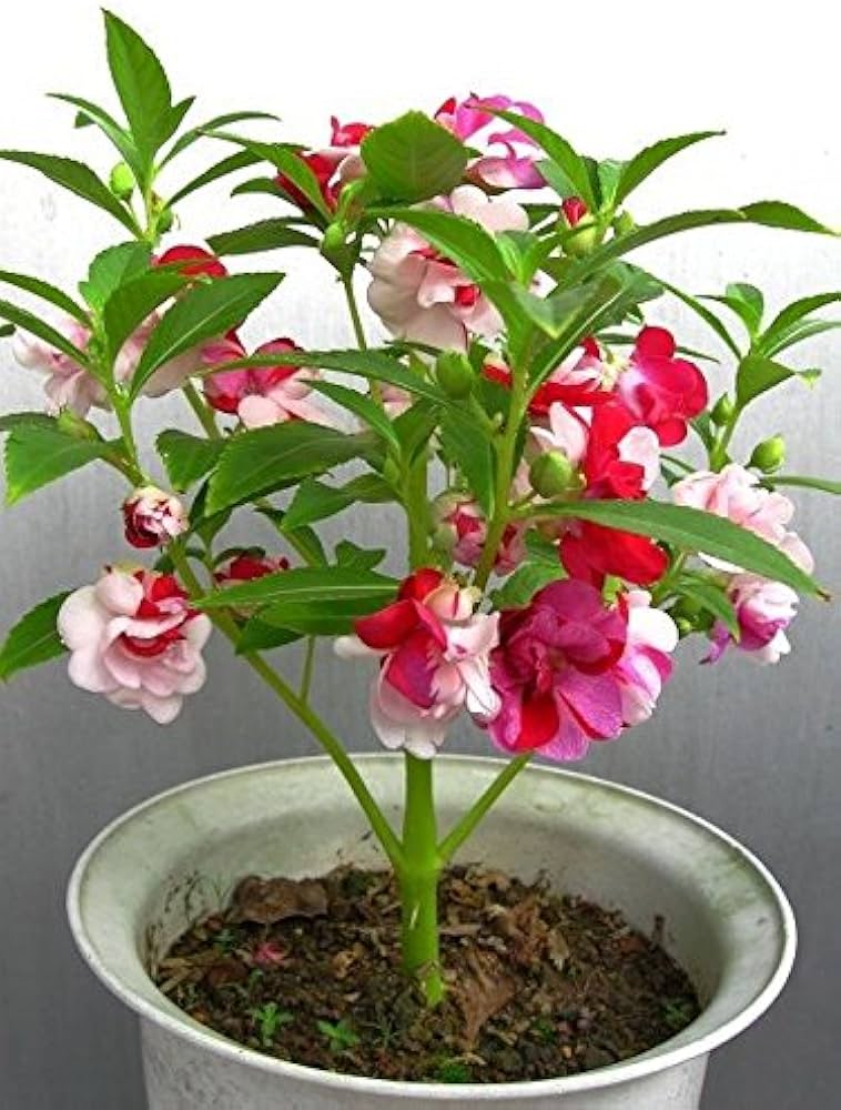 garden bonsai impatiens spp ideal indoor flower