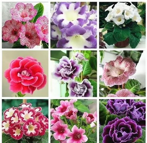Mixed Gloxinia Flower Seeds