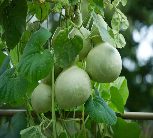Giant Bottle Gourd vegetable seeds for Home Gardening, Premium Kitchen Garden Planting for kitchen garden planting