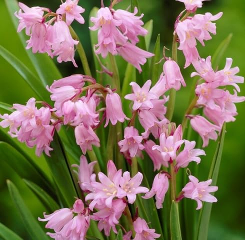 Pink Hyacinthoides Flower Seeds