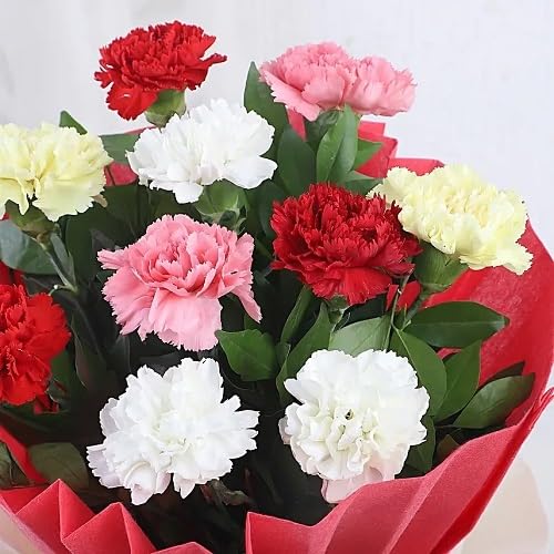 Carnation Flower Seeds