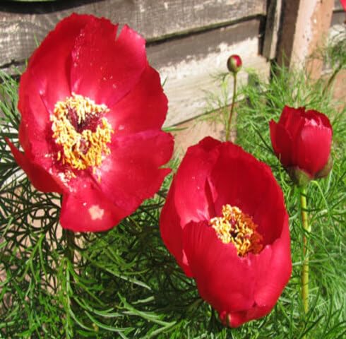 Red paeonia tenuifolia Flower Seeds