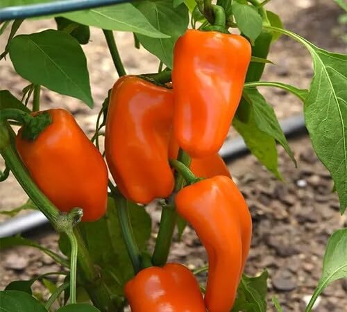 Pepper vegetable seeds Orange vegetable seeds for Home Gardening, Fast Growing Backyard Harvest for kitchen garden planting