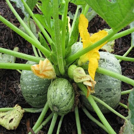 Green Squash vegetable seeds - Heirloom, Organic, Non Gmo Garden Seeds for kitchen garden planting